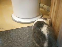 -猫色咖啡·猫咖