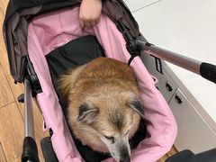 -瑞派·关忠动物医院·异宠专科·犬猫肿瘤·皮肤专科(望京店)