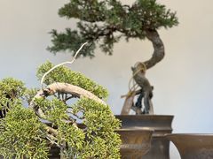 -自由生长植物工作室(深港花卉中心店)
