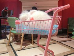 -猫色咖啡·猫咖