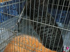 -瑞派名望志远动物医院·猫科·內科·异宠专科(直港大道店)