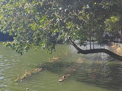 -荔湾湖公园