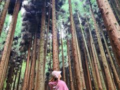 -武陵山森林公园