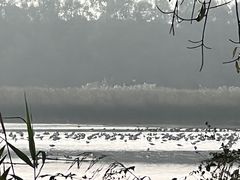 -大湾区中央湿地公园