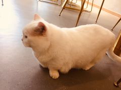 -飞行喵MR PILOT|猫舍·猫咖(静安大融城店)
