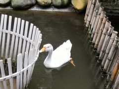 -鹅城