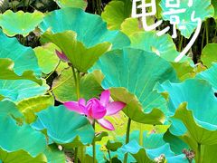 -上海醉白池公园