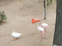 -西霞口神雕山野生动物世界