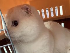 -纳吉亚猫专科动物医院·北北分院