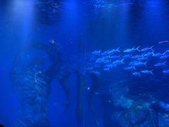 -哈尔滨波塞冬海底世界