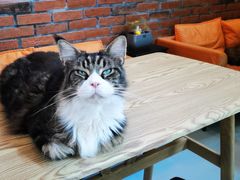 -豆逗聊愈猫阁Easy Life