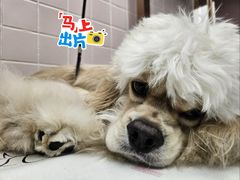 -FAELING PETS美天灵宠物(富力广场店)