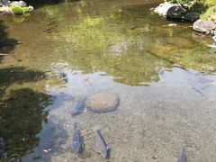 -水前寺成趣园