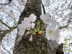 -高东镇樱花园