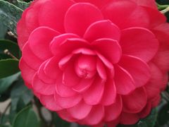 -龙大花卉苗木市场