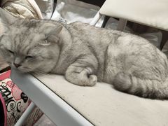-爱洗澡的猫(望京店)