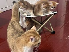 -佳雯宠物医院·皮肤科·内外科(春晓路分院)