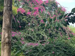 -深圳国际园林花卉博览园