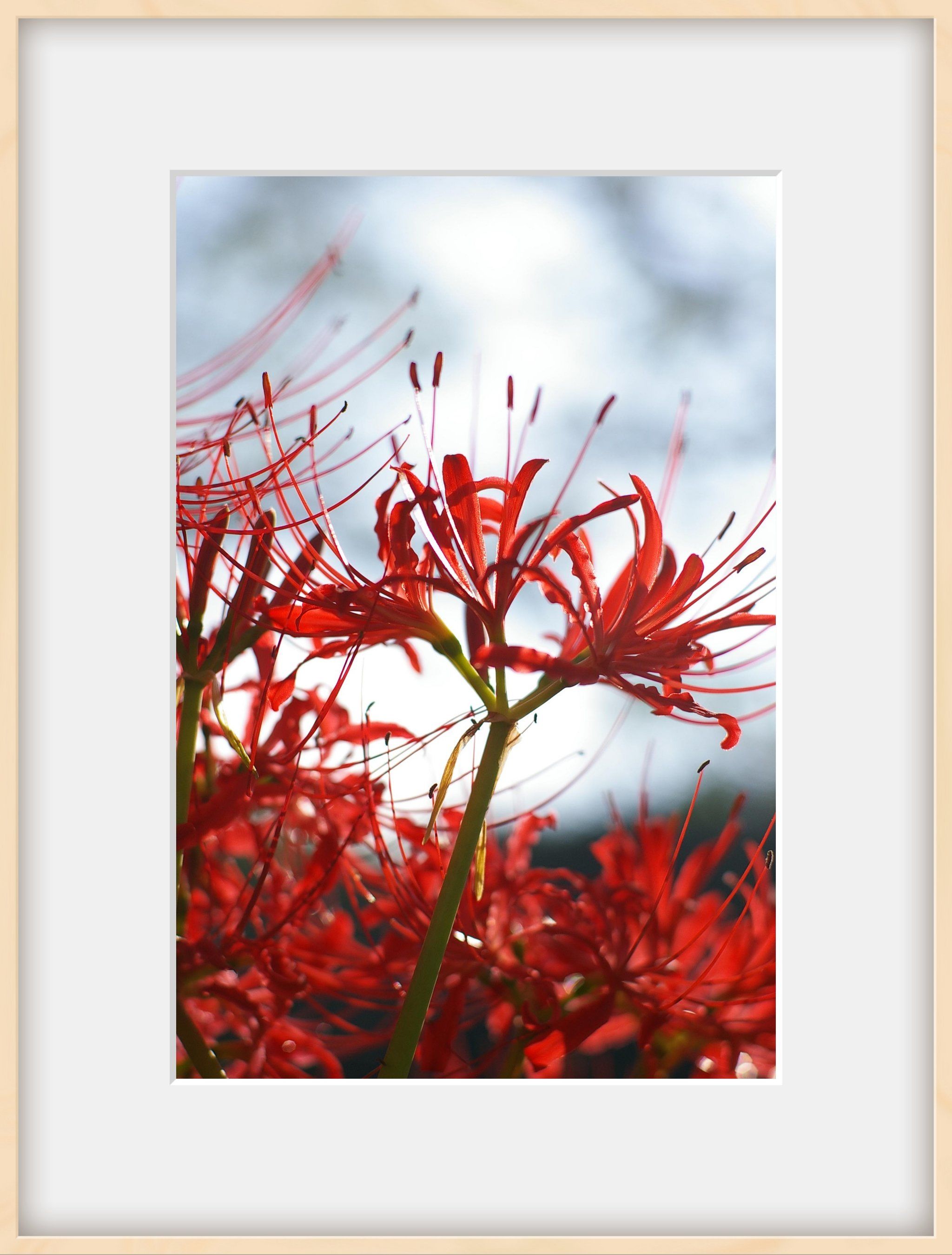 彼岸花又名曼珠沙华,传说是开放天堂,黄泉路上的花朵