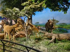 -国家自然博物馆