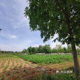 夏日遛娃，来麦草人有机农业公园就对了