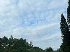 -深圳仙湖植物园