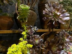 -华冠悠岚·庭院餐厅(青城后山店)