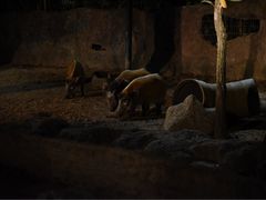 -清迈夜间动物园