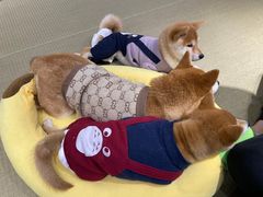 -逗柴咖啡屋·狗咖猫咖宠物桌游