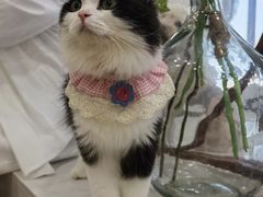 -共舞时光猫咖·狗咖(新街口店)