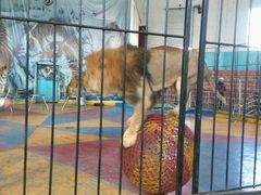 -新疆天山野生动物园