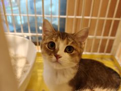 -藏猫猫咖啡主题馆(中央大道店)