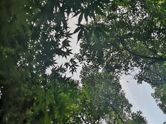 -素清香(解放路店)