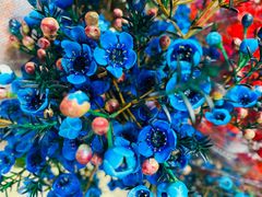 -循礼门鲜花花市(武汉循礼门店)