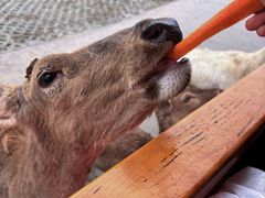 -常州淹城野生动物世界