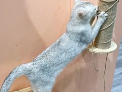 -BABIT巴比特宠物(MOMOPARK店)