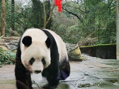 -中国大熊猫保护研究中心雅安碧峰峡基地