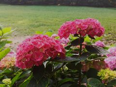 -上海共青森林公园