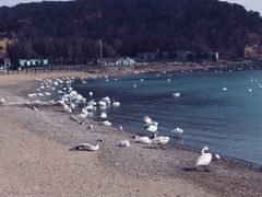 -烟墩角天鹅湖