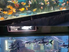 -顺德南宏海立方海洋公园