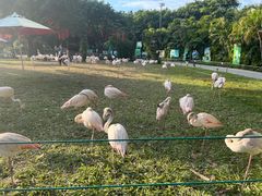 -广州长隆飞鸟乐园