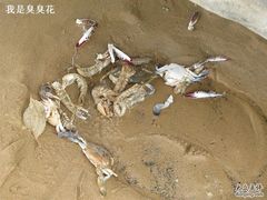 -日照海滨国家森林公园