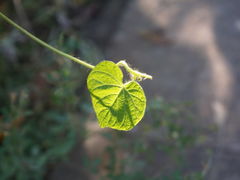 -十三陵水库