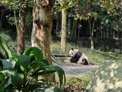 -都江堰中华大熊猫苑