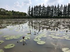 -上海长兴岛郊野公园