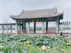 -莲花池公园