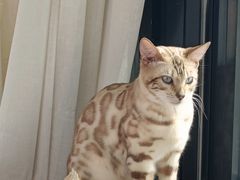 -猫小院猫主题餐厅(南锣旗舰店)