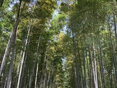 -树山生态村