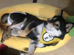 -逗柴咖啡屋·狗咖猫咖宠物桌游