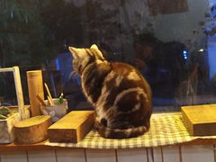 -海边的猫和咖啡馆